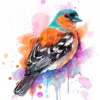 "Common Chaffinch" Original Watercolor Painting, bird "Common Chaffinch" Original Watercolor Painting, bird