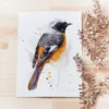 "Hodgson's Redstart" Original Watercolor Painting