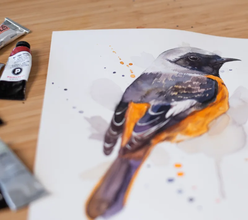 "Hodgson's Redstart" Original Watercolor Painting