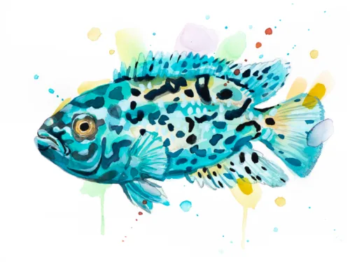 "Electric Blue Jack Dempsey Cichlid" Original Watercolor Painting