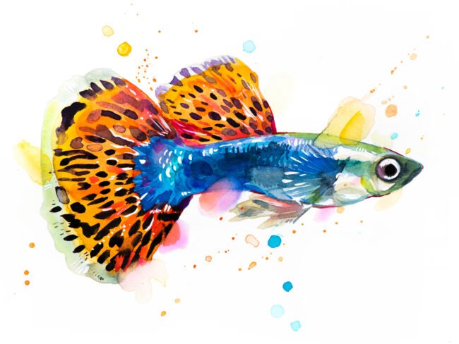 "Guppy, Rainbow fish" Original Watercolor Painting