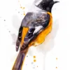 "Hodgson's Redstart" Original Watercolor Painting