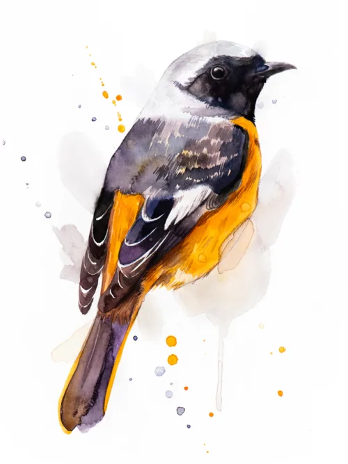 "Hodgson's Redstart" Original Watercolor Painting