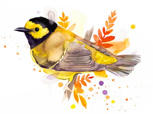 "Hooded warbler" Original Watercolor Painting, bird