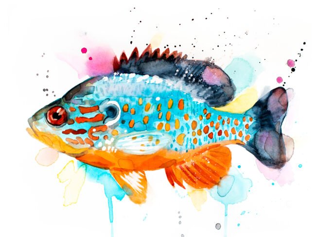 "Orangespotted sunfish" Original Watercolor Painting