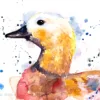 Ruddy shelduck watercolor painting, limited edition art print by Slaveika Aladjova, view 3