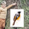 Hodgson's redstart watercolor painting, limited edition art print by Slaveika Aladjova