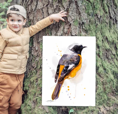 Slaveika-Aladjova-Art-12 Hodgson's redstart watercolor painting, limited edition art print by Slaveika Aladjova
