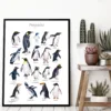Penguins of the world watercolor chart with 18 species, limited edition art print by Slaveika Aladjova, view 3