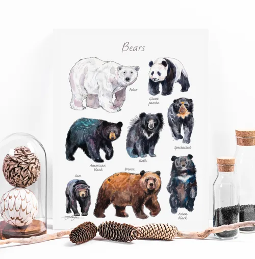 Bears chart watercolor painting print by Slaveika Aladjova Bears of the world watercolor chart with 8 species, limited edition art print by Slaveika Aladjova
