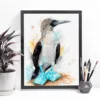 Blue-footed booby watercolor painting, limited edition art print by Slaveika Aladjova, view 4