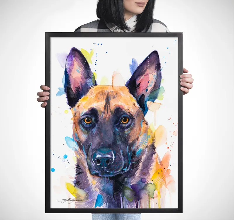 Belgian Malinois watercolor painting, limited edition art print by Slaveika Aladjova, view 2