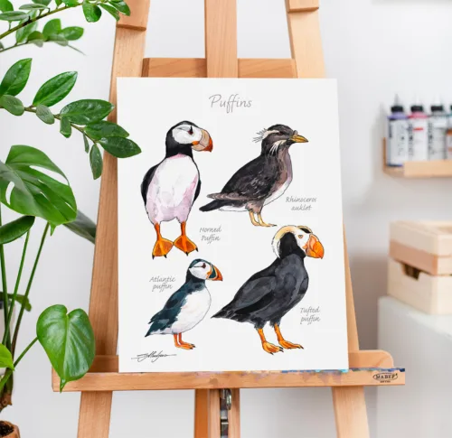 Puffins chart with four species, watercolor painting, limited edition art print by Slaveika Aladjova, view 2