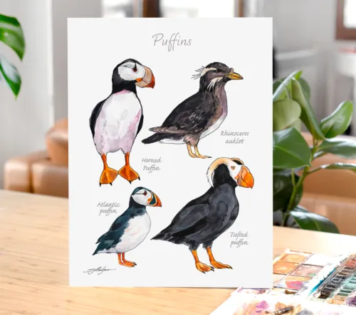 Puffins Puffins chart with four species, watercolor painting, limited edition art print by Slaveika Aladjova