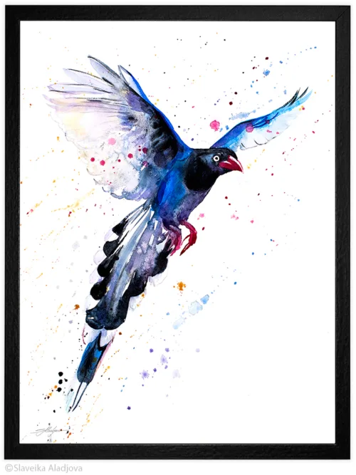 Taiwan blue magpie watercolor painting, limited edition art print by Slaveika Aladjova, view 2
