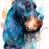 Gordon Setter Dog Gordon Setter Dog