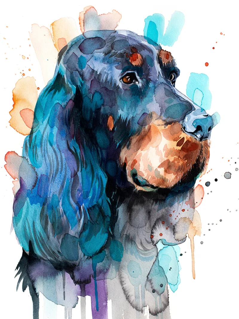 Gordon Setter Dog Gordon Setter Dog