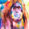 Orangutan Orangutan