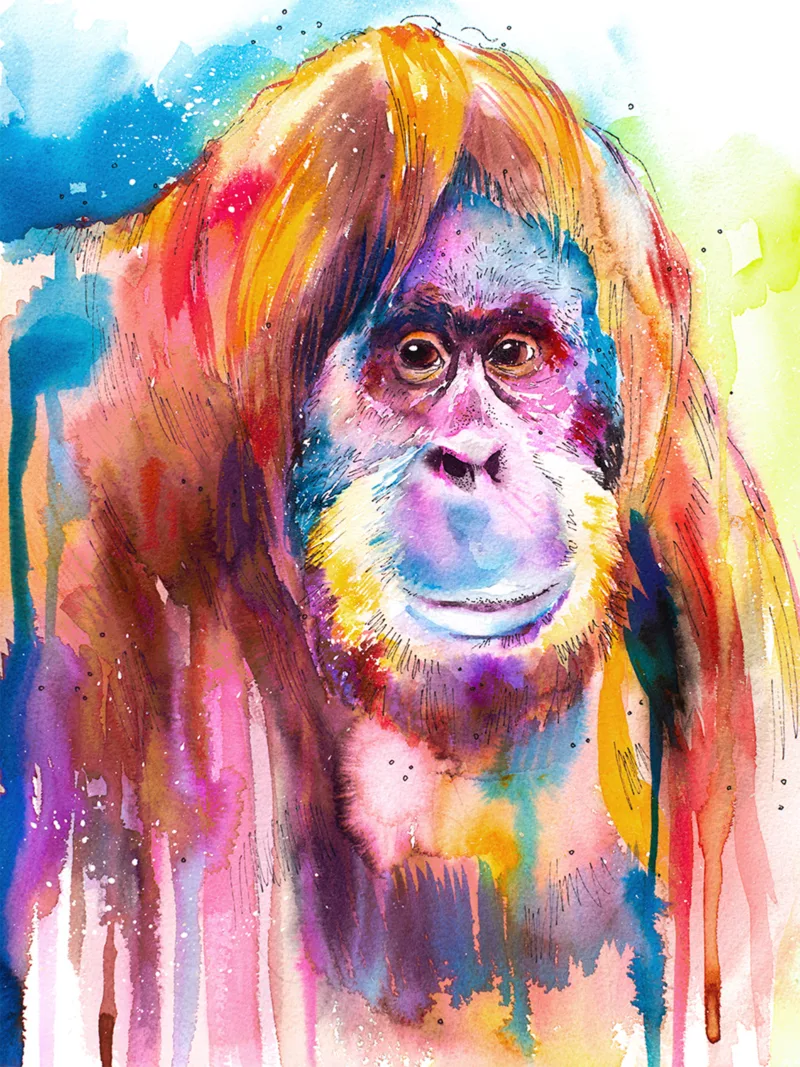 Orangutan Orangutan