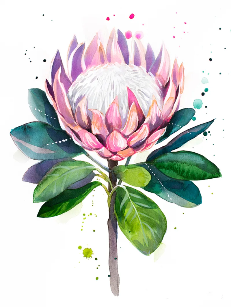 King protea King protea