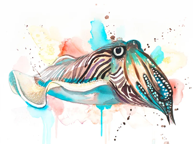 Common Cuttlefish Common Cuttlefish