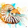 Chambered nautilus Chambered nautilus