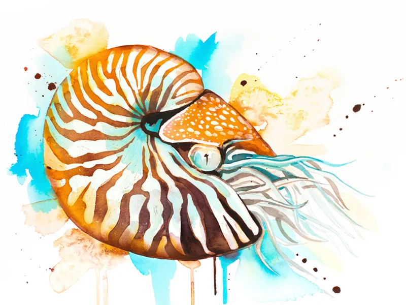 Chambered nautilus Chambered nautilus