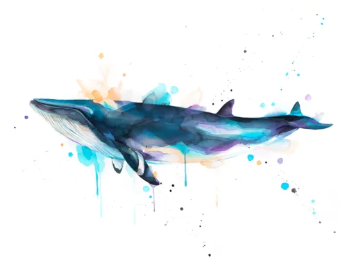 Minke whale watercolor painting, limited edition art print by Slaveika Aladjova, view 2