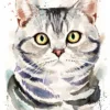 American Shorthair cat