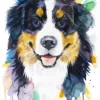 Bernese Mountain Dog Bernese Mountain Dog