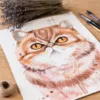 Exotic Shorthair Cat