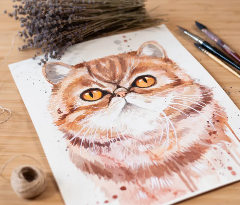 Exotic Shorthair Cat