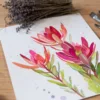 Leucadendron, Safari Sunset flower