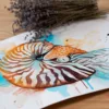 Chambered nautilus Chambered nautilus