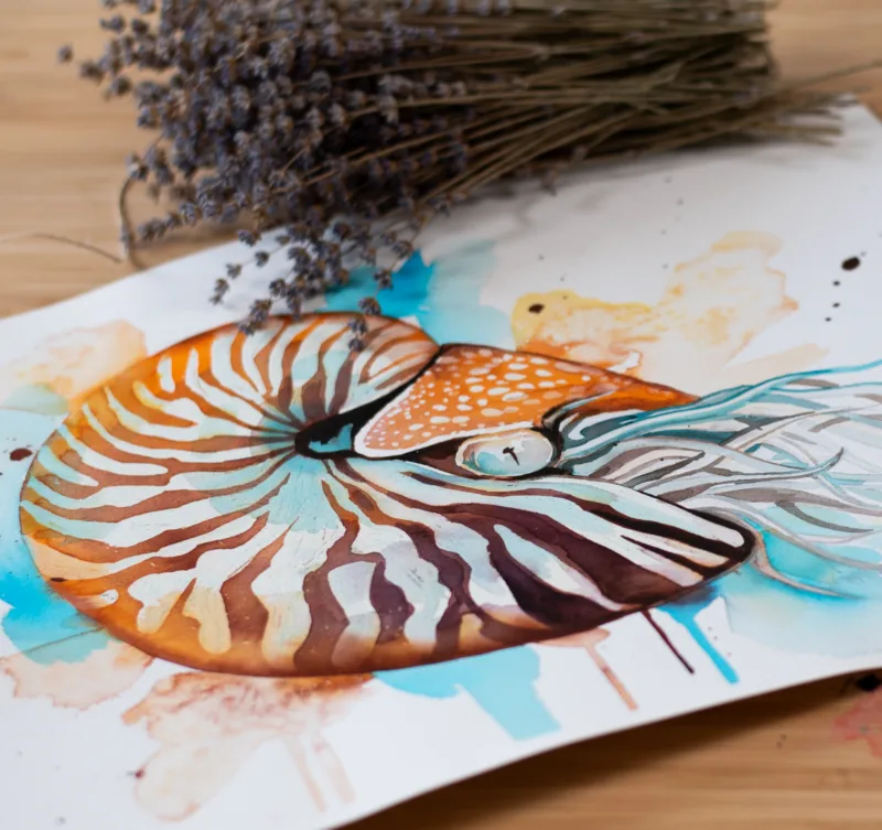 Chambered nautilus Chambered nautilus