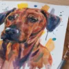 Rhodesian Ridgeback Dog