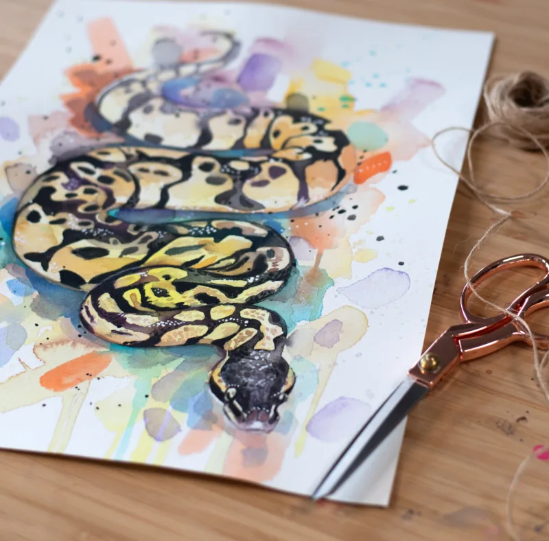 Pastel Ball Python Snake