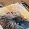 "North American porcupine" Original Watercolor Painting "North American porcupine" Original Watercolor Painting