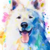 White Swiss Shepherd Dog White Swiss Shepherd Dog