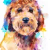 Goldendoodle dog-3 Goldendoodle dog