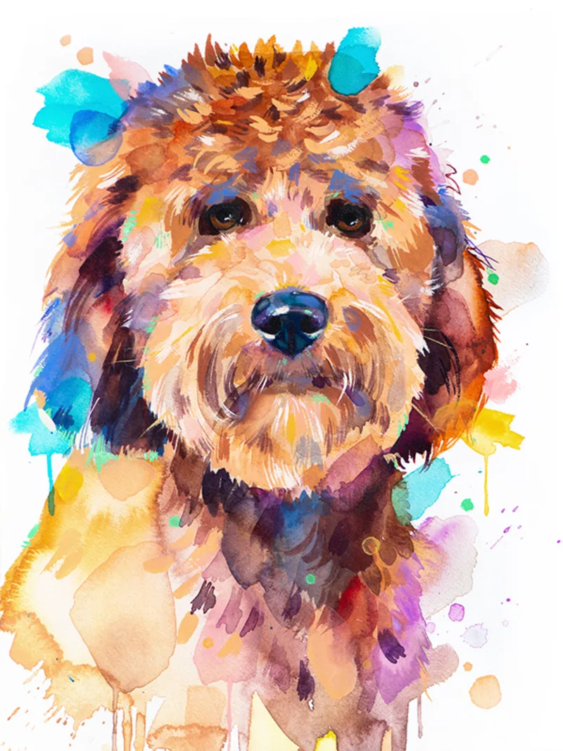 Goldendoodle dog-3 Goldendoodle dog