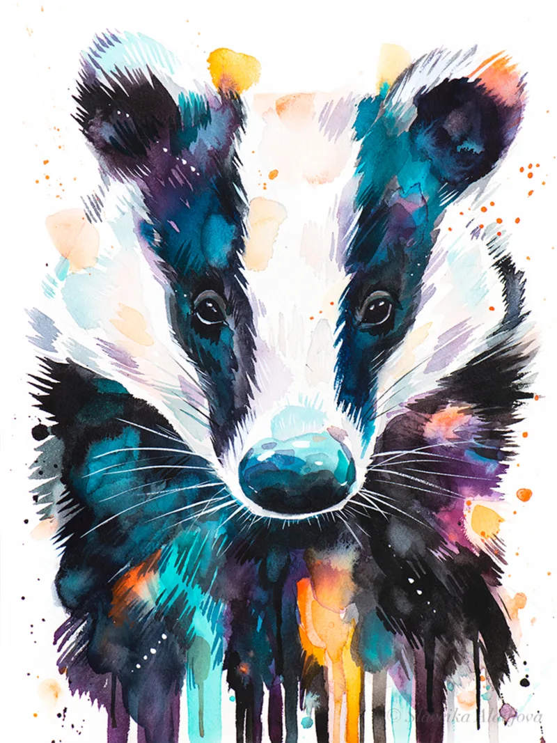 European Badger European Badger