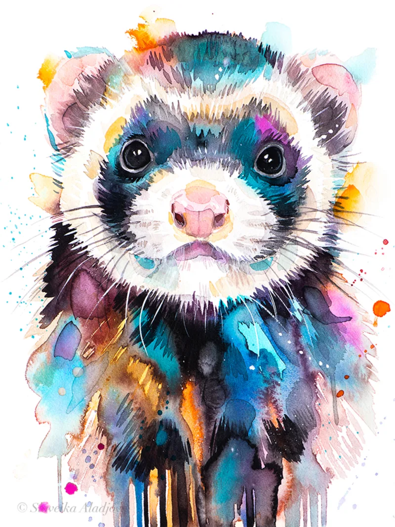 Ferret Ferret