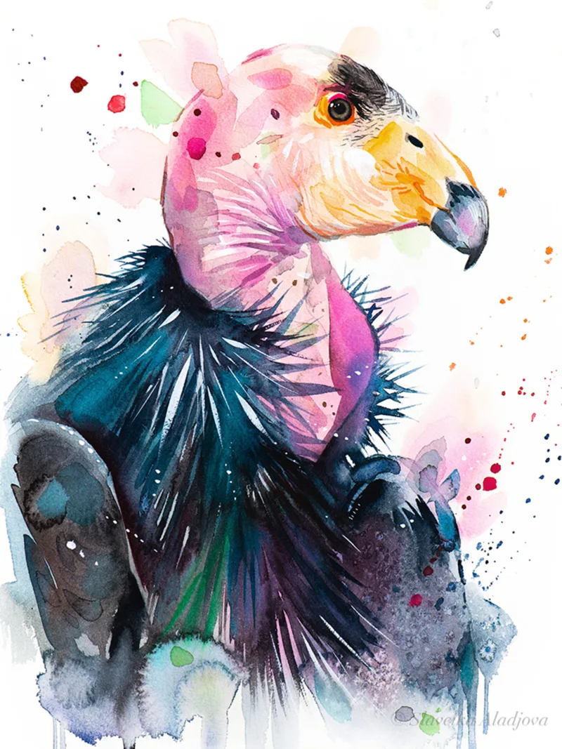 California Condor California Condor