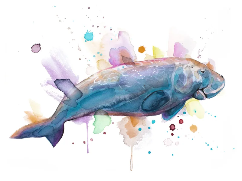 Dugong