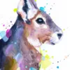 Patagonian mara