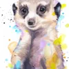 Meerkat Meerkat