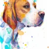 English Pointer dog
