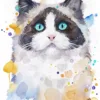Ragdoll cat