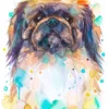 Pekingese Dog Pekingese Dog
